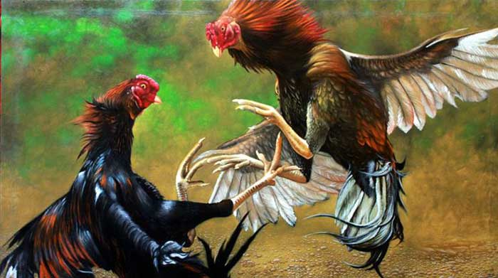 Cockfighting: The Bloody Sports